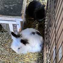 Thumbnail photo of Jeff Beck #3