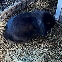 Thumbnail photo of Nova #1