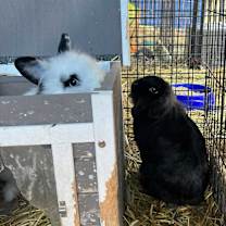 Thumbnail photo of Nova #4