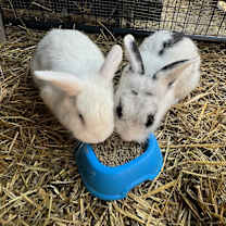 Thumbnail photo of Mick Jaggar #3