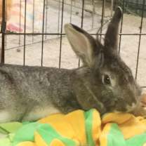 Thumbnail photo of Fable #1