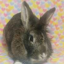 Thumbnail photo of Fable #2