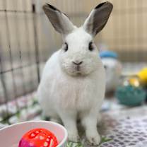 Thumbnail photo of Motherboard #4