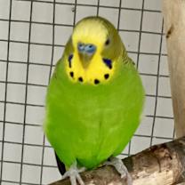 Thumbnail photo of Tempo & Warble #2