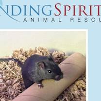 Thumbnail photo of Rodney ⭐️ #2