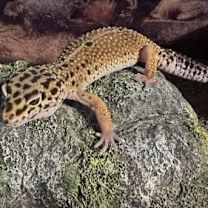 Thumbnail photo of Little Foot #3