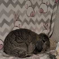 Thumbnail photo of Charlie #3