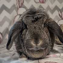 Thumbnail photo of Charlie #4