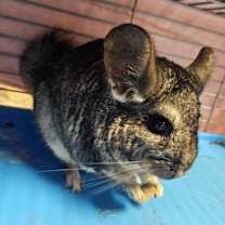 Thumbnail photo of Fiona #1