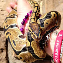 Thumbnail photo of Caramel #1