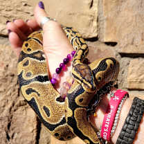 Thumbnail photo of Caramel #2