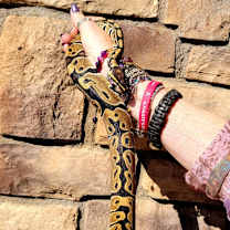 Thumbnail photo of Caramel #3