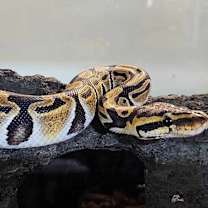 Thumbnail photo of Caramel #4