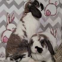 Thumbnail photo of Meredith and Gordy #4