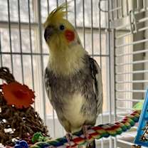 Thumbnail photo of Gaston & Maurice #2