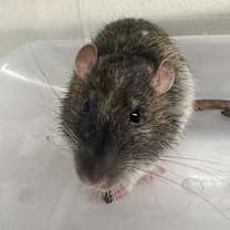 Thumbnail photo of RATIGAN #2