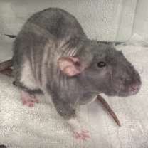 Thumbnail photo of FIEVAL #2