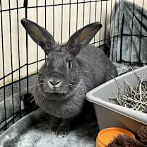 Thumbnail photo of Maru #3