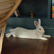 Thumbnail photo of Gumdrop #1