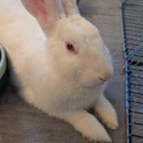 Thumbnail photo of Gumdrop #3