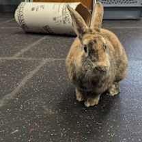 Thumbnail photo of Cucumber & Rhubarb *Bonded* #2