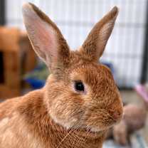 Thumbnail photo of Notorious B.U.N. #1