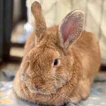 Thumbnail photo of Notorious B.U.N. #2