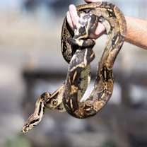 Thumbnail photo of Brutus #1