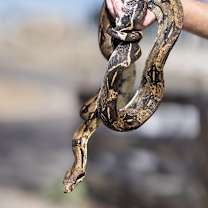 Thumbnail photo of Brutus #2