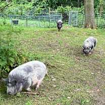 Thumbnail photo of Frankie #4