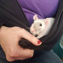 Thumbnail photo of BASIL #3
