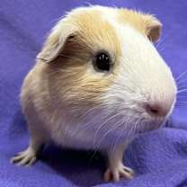 Thumbnail photo of Gabriel #2
