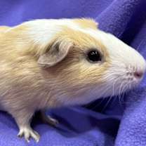 Thumbnail photo of Gabriel #3