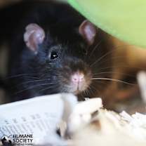 Thumbnail photo of CLARENCE #1