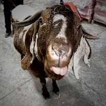 Thumbnail photo of Spot  #4