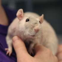 Thumbnail photo of BASIL #1