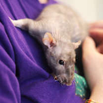 Thumbnail photo of FIEVAL #1