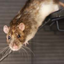 Thumbnail photo of RATIGAN #1