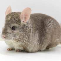 Thumbnail photo of Rick #2