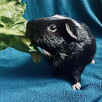 Thumbnail photo of Napoleon #1