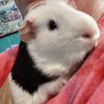 Thumbnail photo of Pumpkinn #1