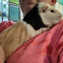 Thumbnail photo of Pumpkinn #2