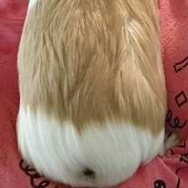 Thumbnail photo of Pumpkinn #3