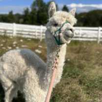 Thumbnail photo of Betty Boop - URGENT! #4