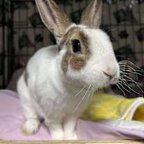 Thumbnail photo of Twist #1