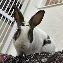 Thumbnail photo of Twist #2