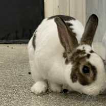 Thumbnail photo of Twist #3