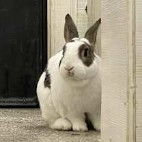 Thumbnail photo of Twist #4