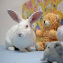 Thumbnail photo of Lewis #1