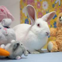 Thumbnail photo of Lewis #2